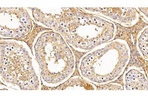 Detection of TF in Bovine Testis Tissue using Polyclonal Antibody to Transferrin (TF) (Transferrin antibody  (AA 284-575))