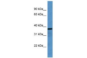 WB Suggested Anti-OR2H1 Antibody Titration: 0. (OR2H1 antibody  (C-Term))