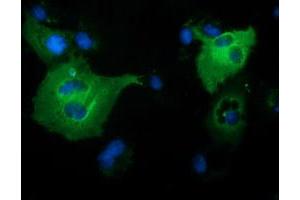 Anti-PIK3AP1 mouse monoclonal antibody (ABIN2453461) immunofluorescent staining of COS7 cells transiently transfected by pCMV6-ENTRY PIK3AP1 (RC214125). (PIK3AP1 antibody)