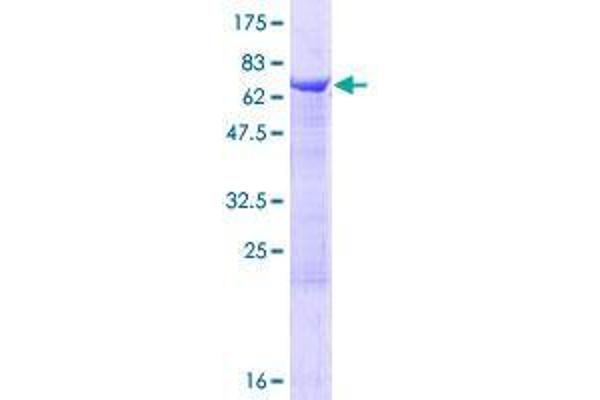 WDFY2 Protein (AA 1-400) (GST tag)