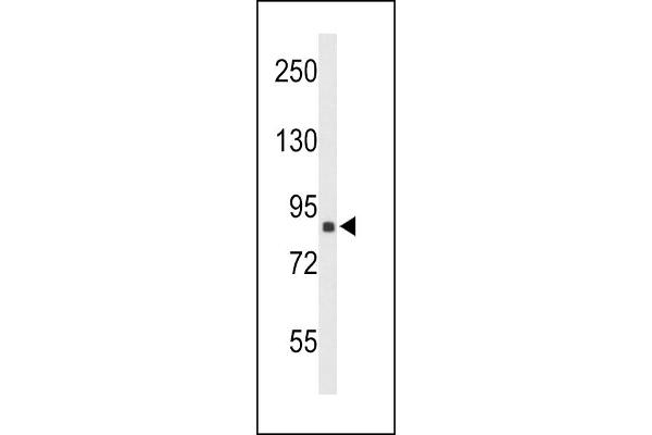 Transportin 1 antibody  (N-Term)