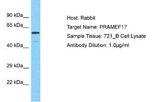 Host: Rabbit Target Name: PRAMEF17 Sample Type: 721_B Whole Cell lysates Antibody Dilution: 1. (PRAMEF17 antibody  (N-Term))