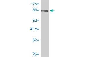 Western Blot detection against Immunogen (76. (NR1H2 antibody  (AA 1-461))