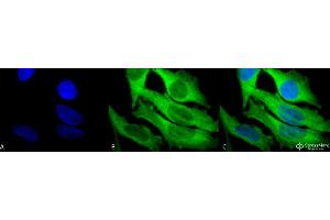 Immunocytochemistry/Immunofluorescence analysis using Rabbit Anti-Hsp27 Polyclonal Antibody . (HSP27 antibody  (Atto 594))