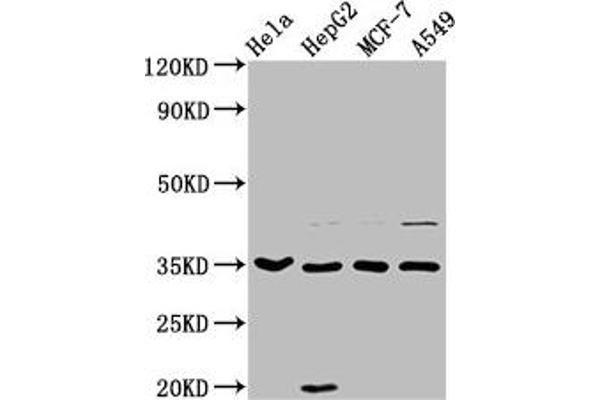 AIMP1 antibody  (AA 25-180)