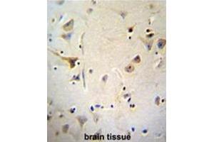 AGBL5 Antibody (N-term) immunohistochemistry analysis in formalin fixed and paraffin embedded human brain tissue followed by peroxidase conjugation of the secondary antibody and DAB staining.