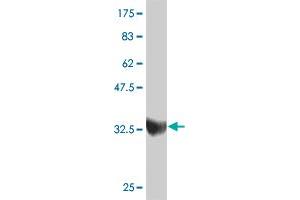 Western Blot detection against Immunogen (37. (ZNF207 antibody  (AA 1-110))