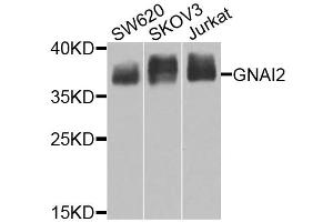Western blot analysis of extracts of various cell lines, using GNAI2 antibody (ABIN6291411) at 1:1000 dilution. (GNAI2 antibody)