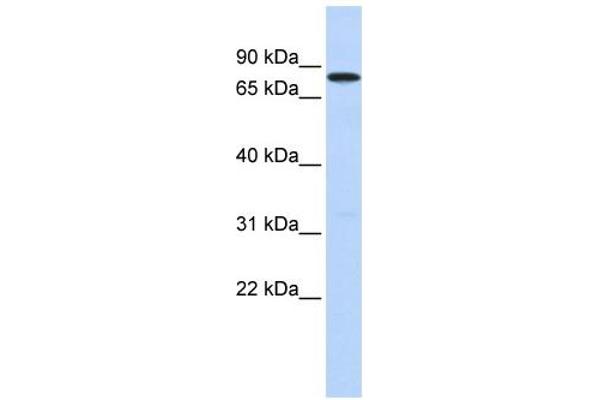 DDX41 抗体  (N-Term)