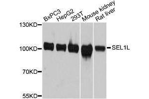Western blot analysis of extracts of various cell lines, using SEL1L antibody. (SEL1L antibody)