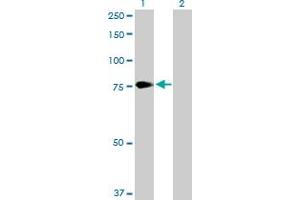 Western Blot analysis of PCSK2 expression in transfected 293T cell line by PCSK2 MaxPab polyclonal antibody. (PCSK2 antibody  (AA 1-638))