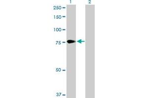 Western Blot analysis of PCSK2 expression in transfected 293T cell line by PCSK2 MaxPab polyclonal antibody.