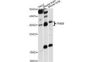 Western blot analysis of extracts of various cell lines, using ITM2B antibody (ABIN6290523) at 1:1000 dilution.