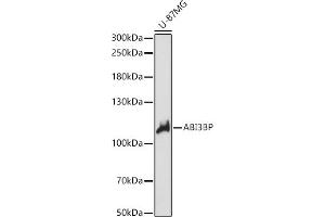 Western blot analysis of extracts of U-87MG cells, using BP antibody (ABIN7265358) at 1:1000 dilution. (ABI3BP antibody  (AA 29-280))