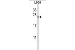 Western blot analysis in L929 cell line lysates (35ug/lane). (COPZ1 antibody  (N-Term))