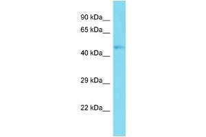 Host:  Rabbit  Target Name:  Taf7l  Sample Type:  Mouse Muscle lysates  Antibody Dilution:  1. (TAF7L antibody  (C-Term))