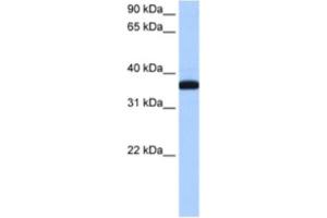 Western Blotting (WB) image for anti-Exoribonuclease 1 (ERI1) antibody (ABIN2462348) (ERI1 antibody)