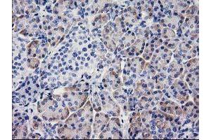 Immunohistochemical staining of paraffin-embedded Human pancreas tissue using anti-BECN1 mouse monoclonal antibody. (Beclin 1 antibody)