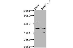 Western Blot Positive WB detected in: 293T whole cell lysate, Raw264. (MAFB antibody  (AA 168-323))