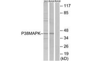 Western blot analysis of extracts from 293/RAW246. (MAPK14 antibody  (AA 147-196))