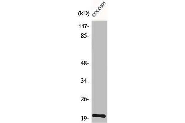 TRAPPC3 antibody  (C-Term)