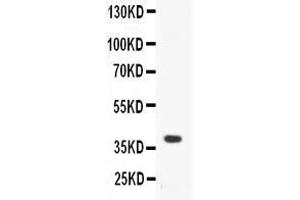 Western blot analysis of CD40/TNFRSF5 expression in mouse spleen extract ( Lane 1).