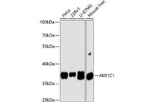 Western blot analysis of extracts of various cell lines using AKR1C1 Polyclonal Antibody at dilution of 1:3000. (AKR1C1 antibody)