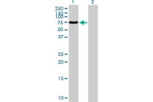 Western Blot analysis of SOCS6 expression in transfected 293T cell line by SOCS6 MaxPab polyclonal antibody. (SOCS6 antibody  (AA 1-535))