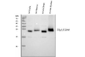 Western blot analysis of CD90/Thy1 using anti-CD90/Thy1 antibody (ABIN5518877). (CD90 antibody  (AA 20-131))
