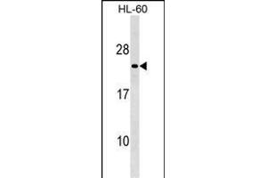 MS4A8B Antibody (N-term) (ABIN1539385 and ABIN2849602) western blot analysis in HL-60 cell line lysates (35 μg/lane). (Membrane-Spanning 4-Domains, Subfamily A, Member 8 (MS4A8) (AA 44-70), (N-Term) antibody)