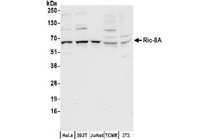 anti-Resistance To Inhibitors of Cholinesterase 8 Homolog A (C. Elegans) (RIC8A) (AA 418-468) antibody