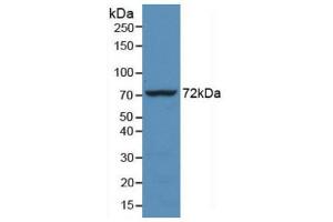 Western blot analysis of recombinant Human HSPA1L. (HSPA1L antibody  (AA 1-641))