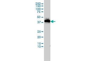 USF1 monoclonal antibody (M02), clone 2A7 Western Blot analysis of USF1 expression in MCF-7 . (USF1 antibody  (AA 1-110))