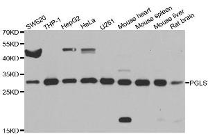 Western blot analysis of extracts of various cell lines, using PGLS antibody. (PGLS antibody  (AA 1-258))