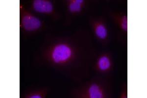 Immunofluorescence staining of methanol-fixed HeLa cells using Cyclin B1 (phospho-Ser147) Antibody (E011540, Red) (Cyclin B1 antibody  (pSer147))