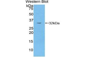 Western blot analysis of recombinant Human PAK4. (PAK4 antibody  (AA 299-542))