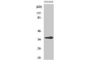 Western Blotting (WB) image for anti-OR10G6 Olfactory Receptor, Family 10, Subfamily G, Member 6 (OR10G6) (C-Term) antibody (ABIN3176461) (OR10G6 antibody  (C-Term))