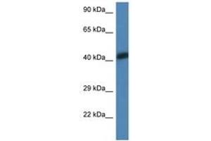 Image no. 1 for anti-Actin, alpha 1, Skeletal Muscle (ACTA1) (AA 50-99) antibody (ABIN6747586) (Actin antibody  (AA 50-99))