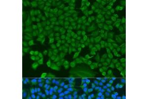 Immunofluorescence analysis of U2OS cells using HS1BP3 Polyclonal Antibody at dilution of 1:100.