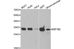 Western blot analysis of extracts of various cell lines, using EEF1B2 antibody.