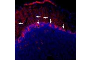 Expression of Connexin-43 in mouse brainImmunohistochemical staining of frozen mouse cerebellum free floating sections using Guinea pig Anti-Connexin-43 Antibody (ABIN7043199, ABIN7045438 and ABIN7045439).