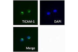 Immunofluorescence (IF) image for anti-Toll-Like Receptor Adaptor Molecule 1 (TICAM1) antibody (ABIN2665411) (TICAM1 antibody)