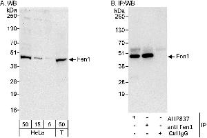 Western Blotting (WB) image for anti-Flap Structure-Specific Endonuclease 1 (FEN1) antibody (ABIN2473599) (FEN1 antibody)