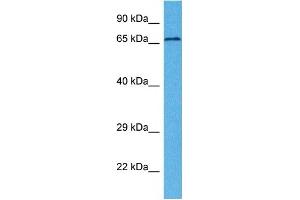 Host:  Rabbit  Target Name:  MCOLN1  Sample Tissue:  Human 786-0 Whole Cell  Antibody Dilution:  1ug/ml (MCOLN1 antibody  (N-Term))