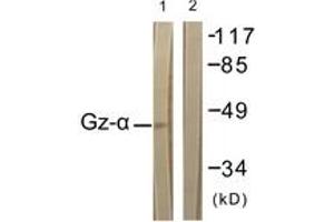 Western blot analysis of extracts from COS7 cells, treated with PMA 125ng/ml 30', using Gz-alpha (Ab-16) Antibody. (GNaZ antibody  (AA 1-50))