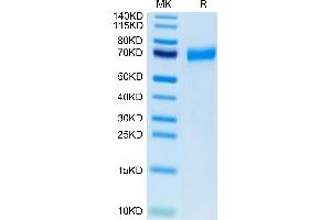 Biotinylated Human CLEC12A/MICL/CLL-1 on Tris-Bis PAGE under reduced condition.