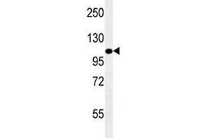 LAMP2 antibody western blot analysis in mouse NIH3T3 lysate. (LAMP2 antibody)