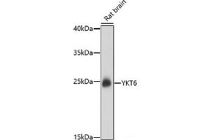 YKT6 antibody