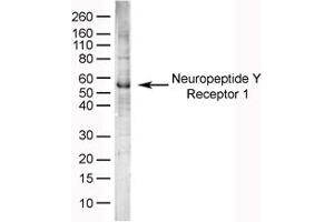 Image no. 1 for anti-Neuropeptide Y Receptor Y1 (NPY1R) (AA 365-378) antibody (ABIN576061) (NPY1R antibody  (AA 365-378))