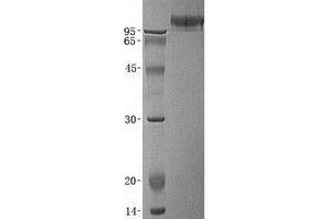 Validation with Western Blot (Neuroligin 1 Protein (NLGN1))